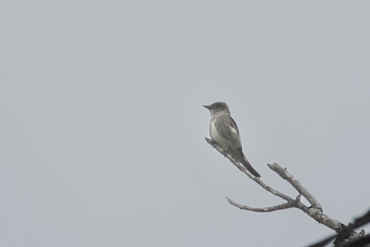 Ebird Checklist - 17 May 2023 - Santa Cruz Island--scorpion Campgrounds 