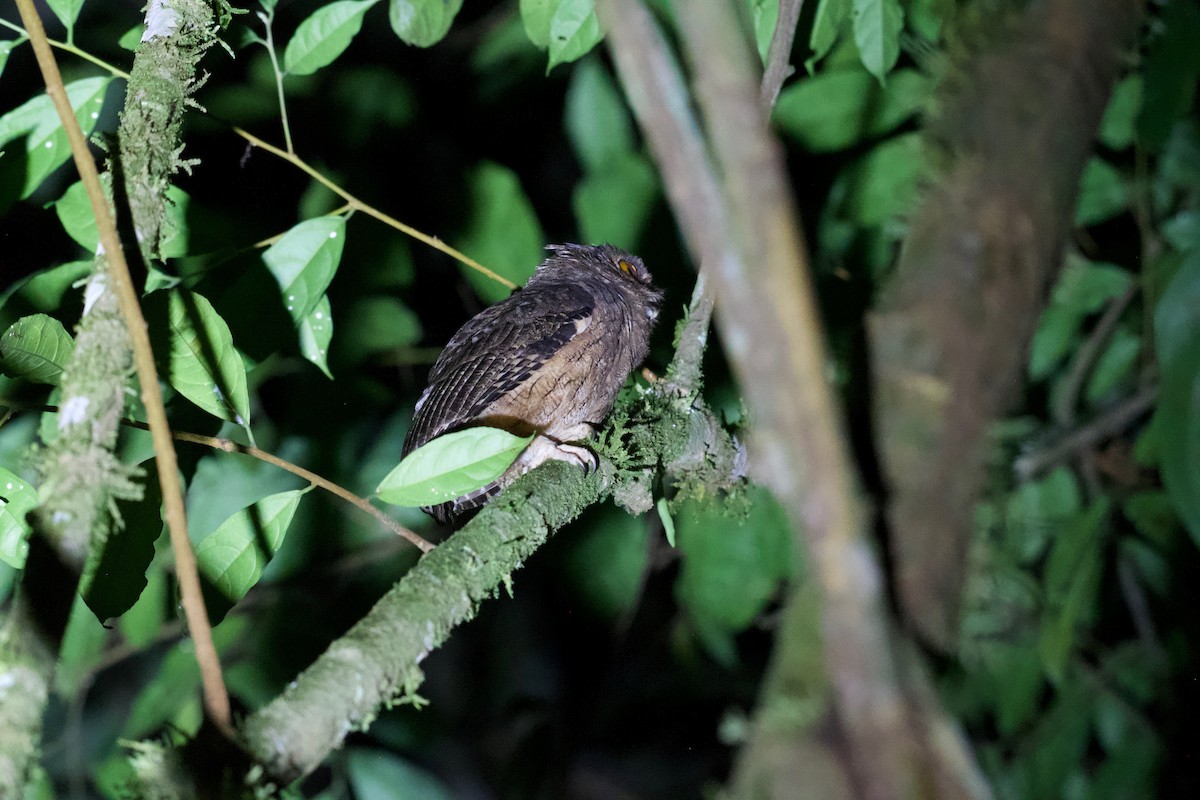 Tawny-bellied Screech-Owl (Tawny-bellied) - ML573986911