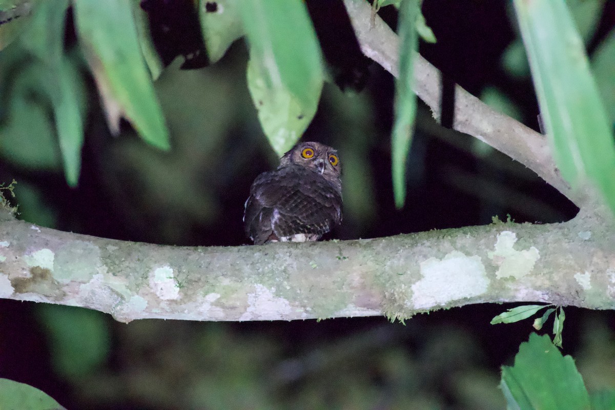 Tawny-bellied Screech-Owl (Tawny-bellied) - Johan Bergkvist