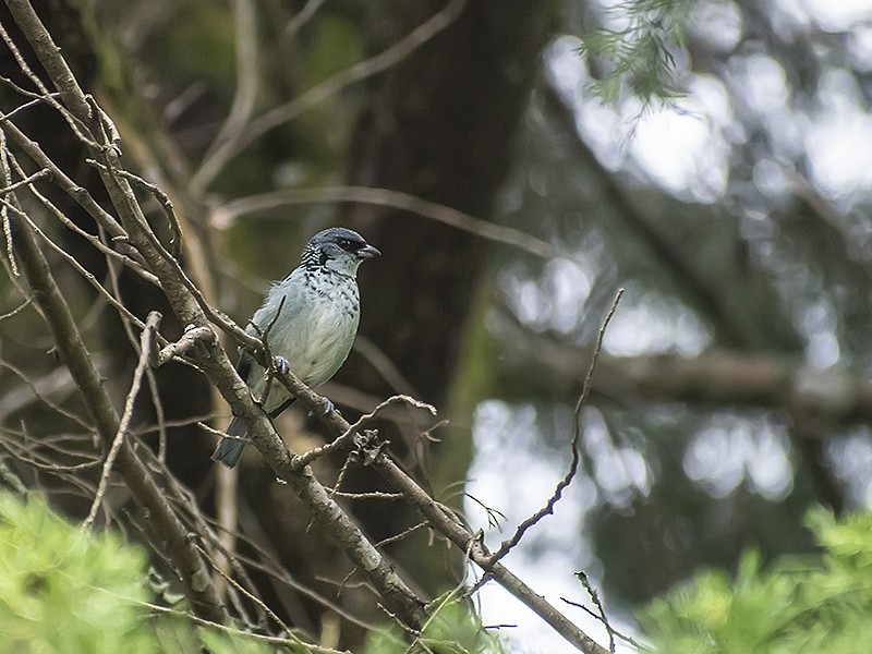 Azure-rumped Tanager - ML573987261