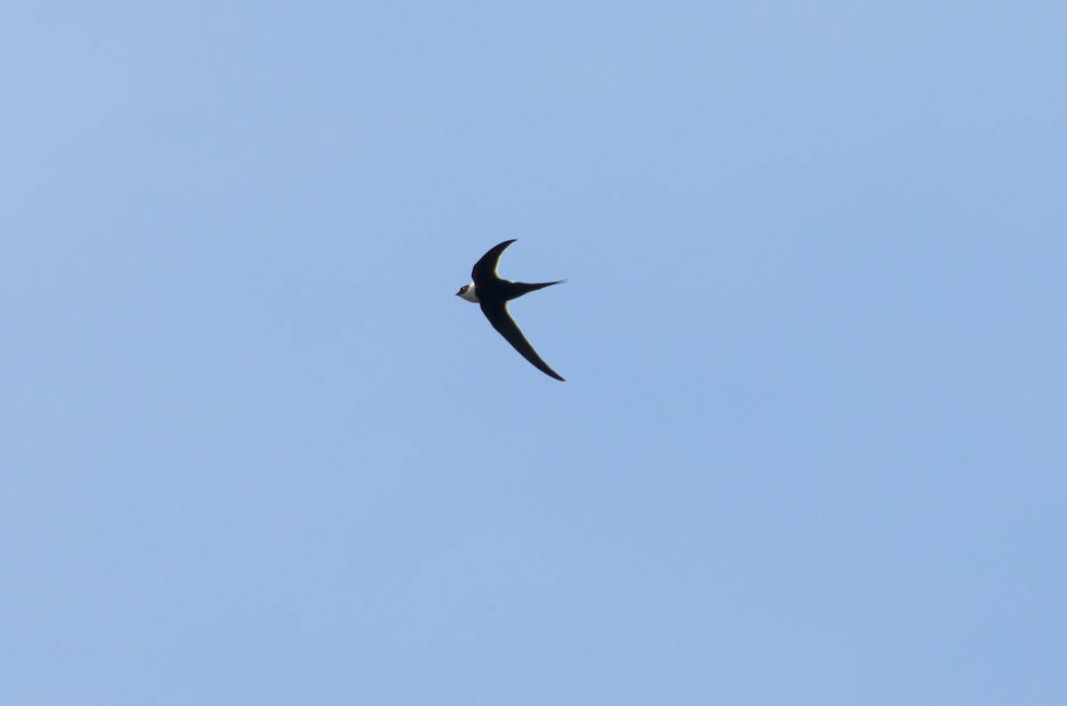 Great Swallow-tailed Swift - ML573987541