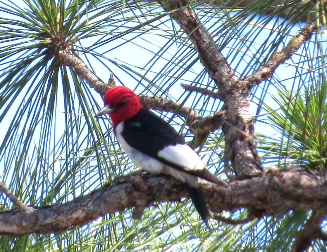 Red-headed Woodpecker - Susan Daughtrey