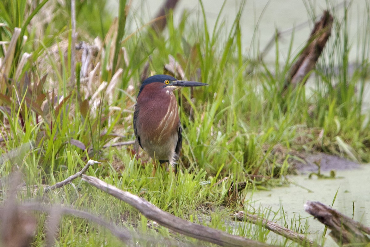 Green Heron - ML573991021