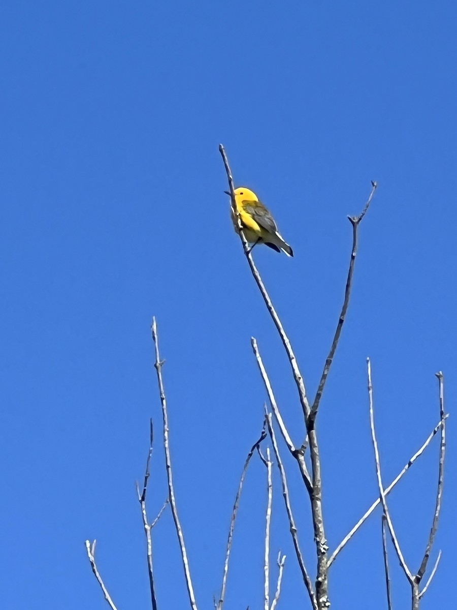 MarylandDC Breeding Bird Atlas Checklist 18 May 2023 3865