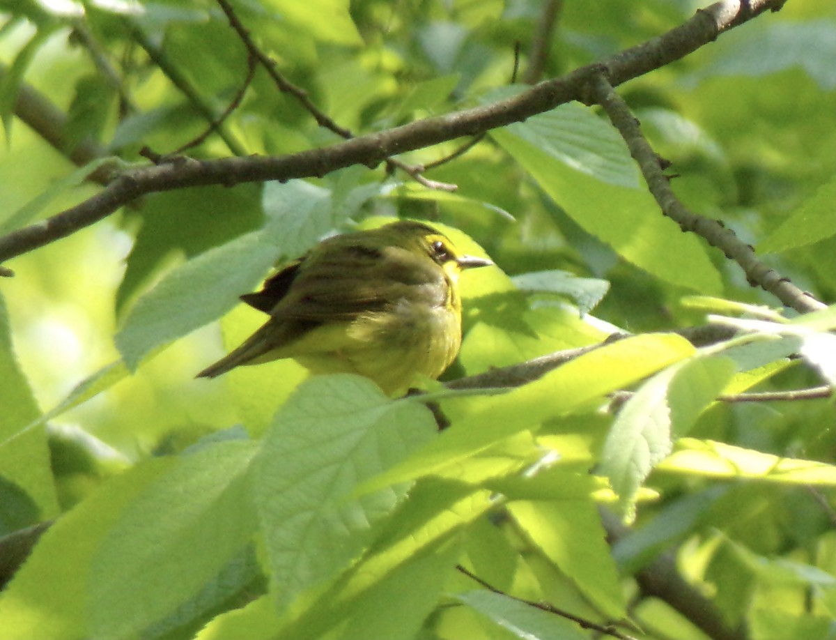 eBird Checklist - 18 May 2023 - Thornwood Preserve, Greenfield - 49 species