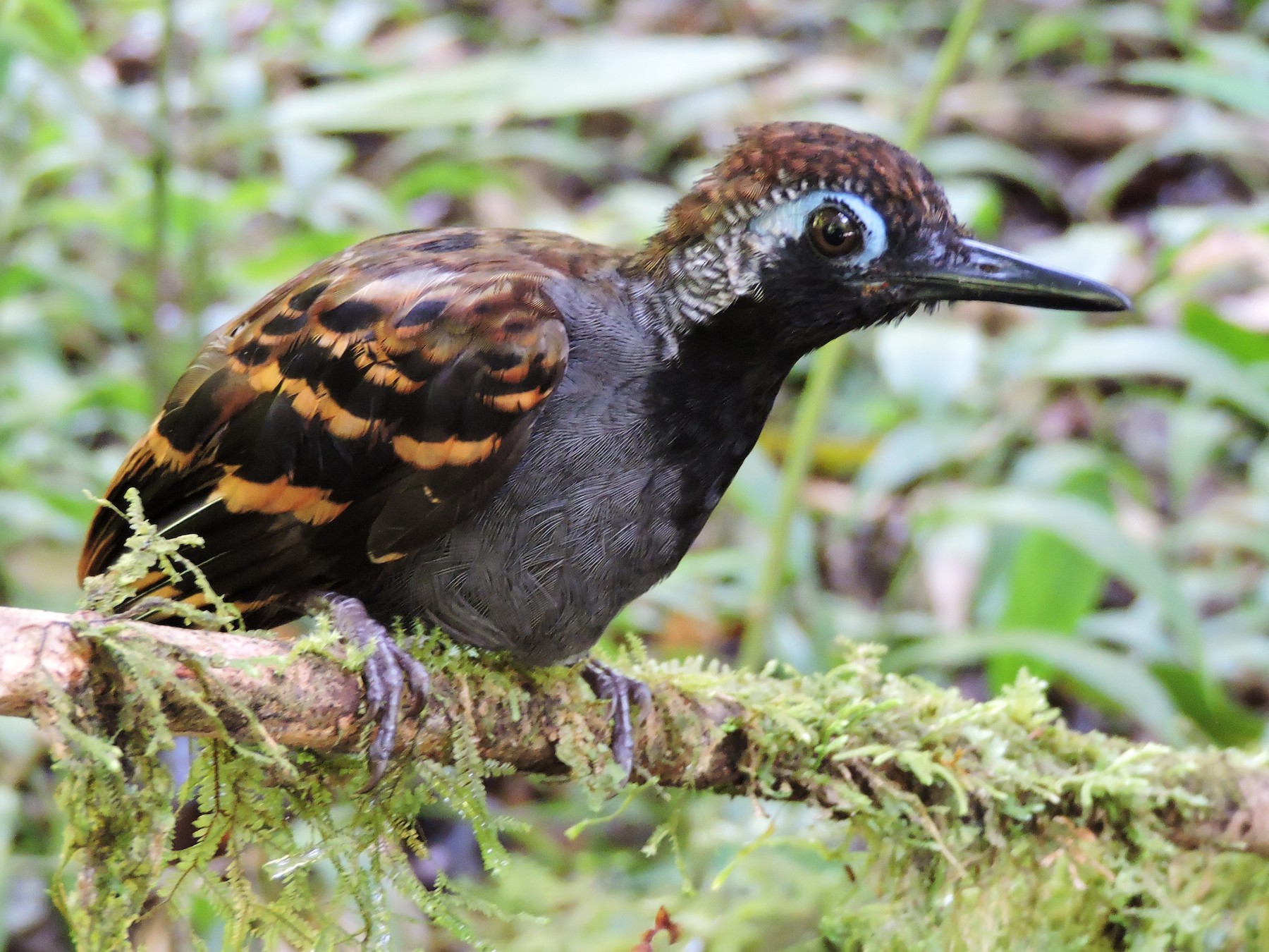 Wing-banded Antbird - Georges Duriaux