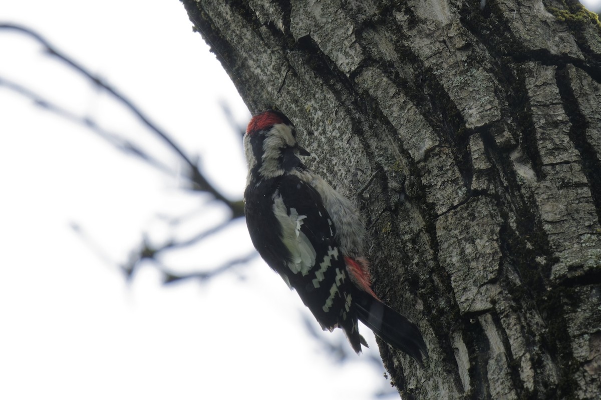 Syrian Woodpecker - ML573995291