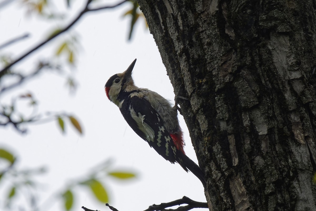 Syrian Woodpecker - ML573995301