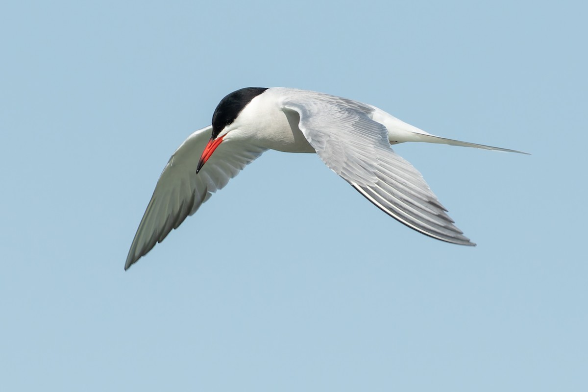 Common Tern - ML573996291