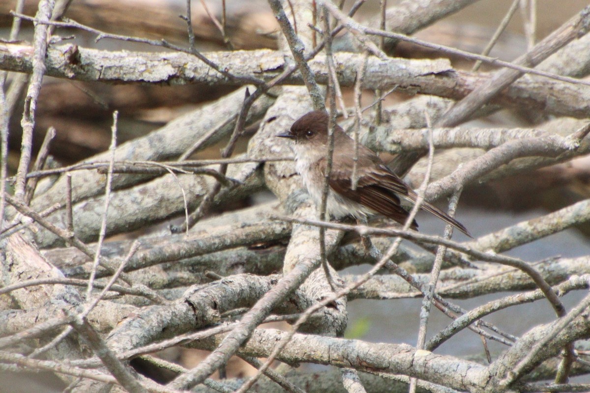 eBird Checklist 17 May 2023 Stu Visser Trails 32 species