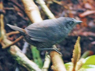  - Choco Tapaculo