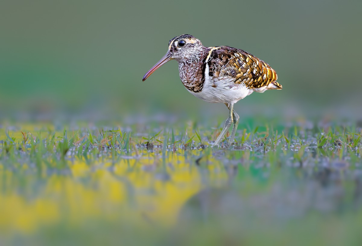 Greater Painted-Snipe - ML573999101