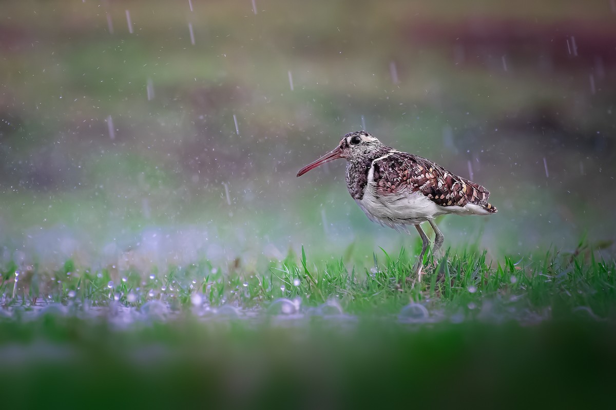 Greater Painted-Snipe - ML573999221