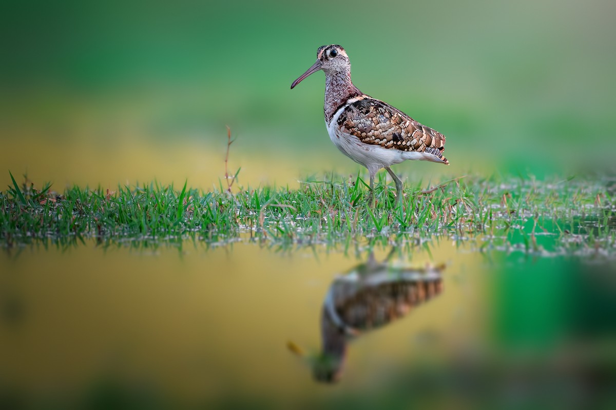 Greater Painted-Snipe - ML573999231