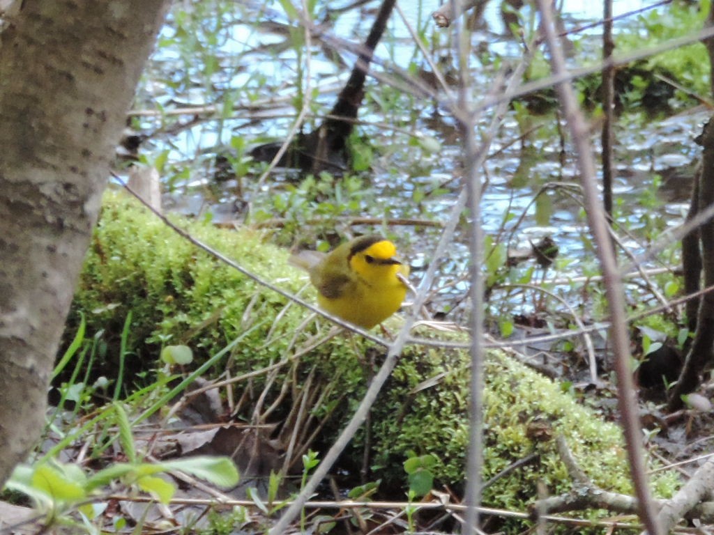 Hooded Warbler - Rob Speirs