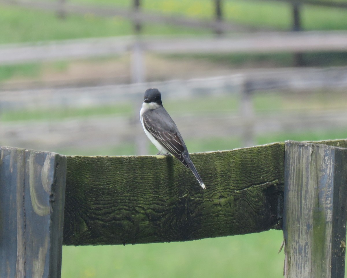 eBird Checklist 18 May 2023 Bright View Farm 40 species