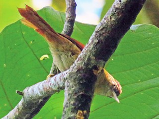  - Coiba Spinetail