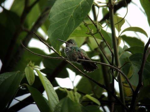 Blue-chested Hummingbird - ML574006861