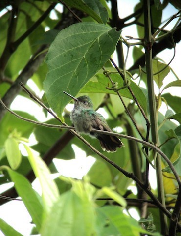 Blue-chested Hummingbird - Bob Hargis