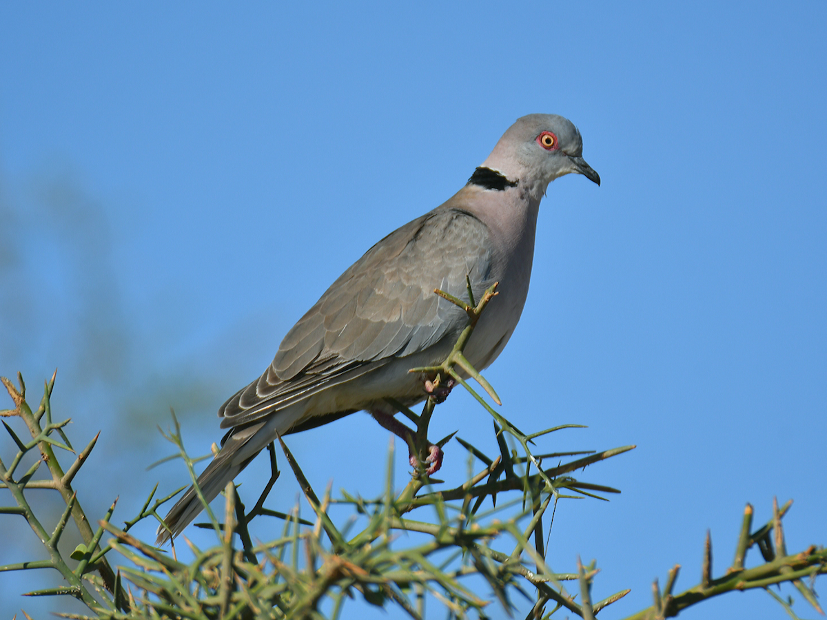 Mourning Collared-Dove - ML574007351