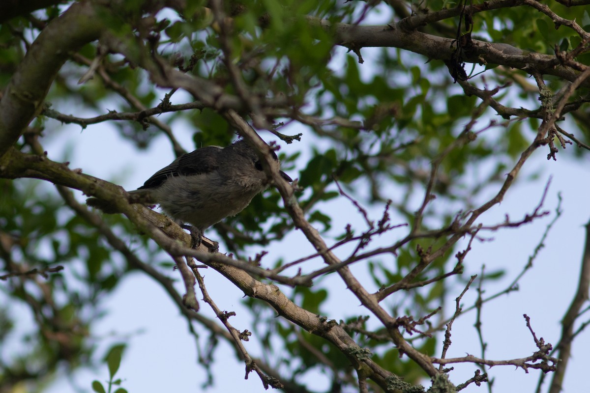 Black-crested Titmouse - ML574007651