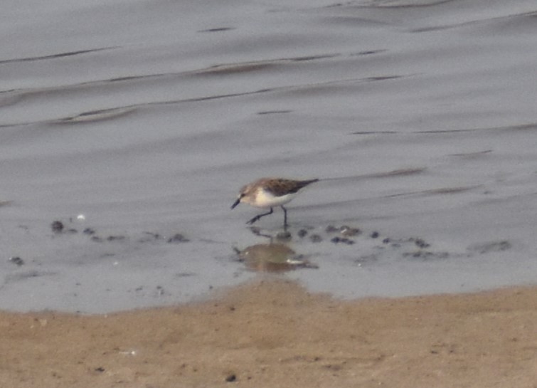 eBird Checklist 18 May 2023 Wood Dale Reservoir 62 species