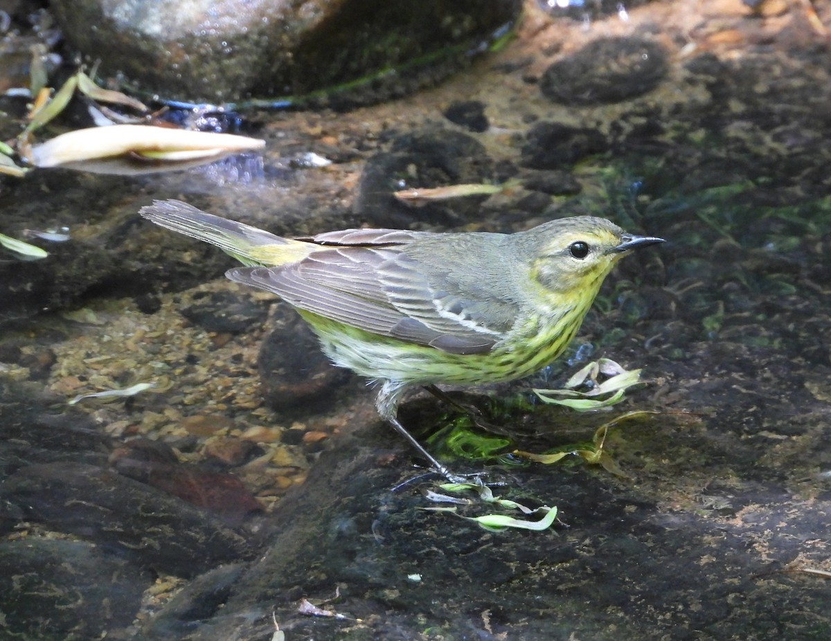Cape May Warbler - ML574011191