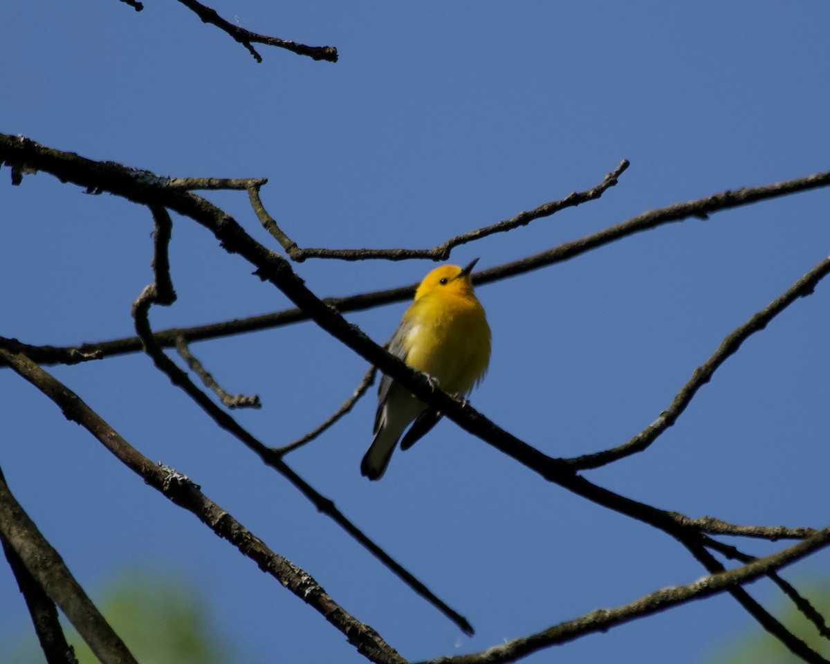 Prothonotary Warbler - ML574012761