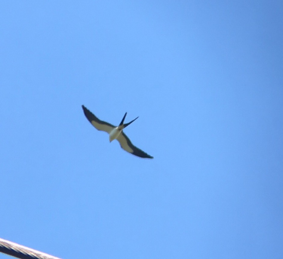 Swallow-tailed Kite - Shawn Taylor