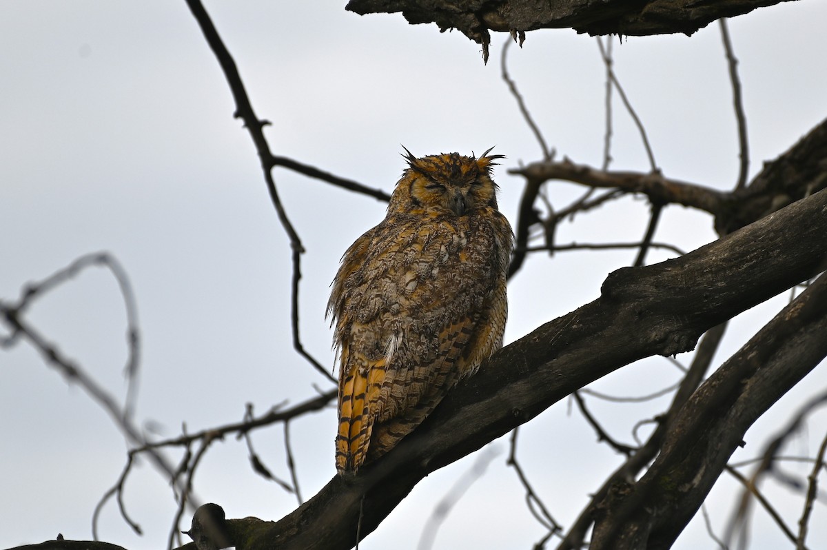 Great Horned Owl - ML574016611