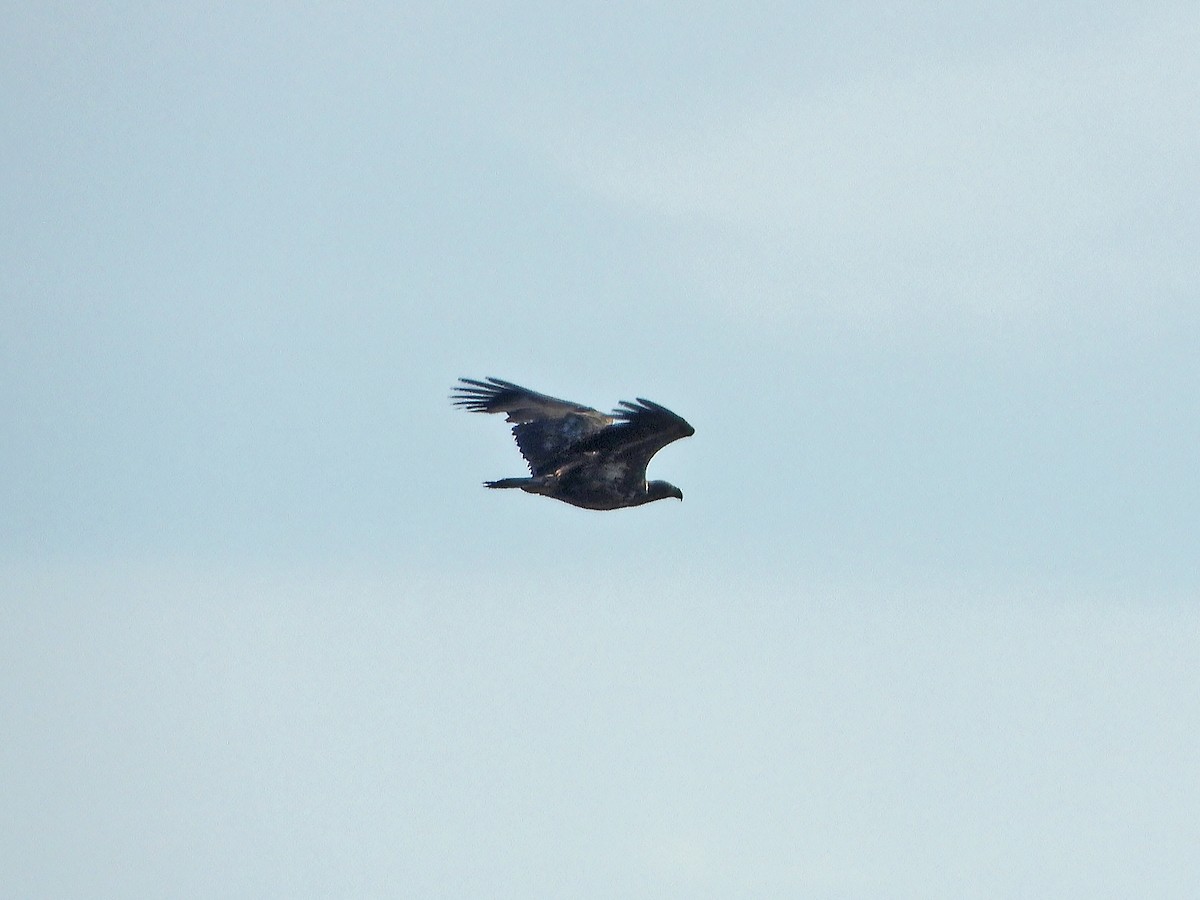 White-tailed Eagle - ML574017481