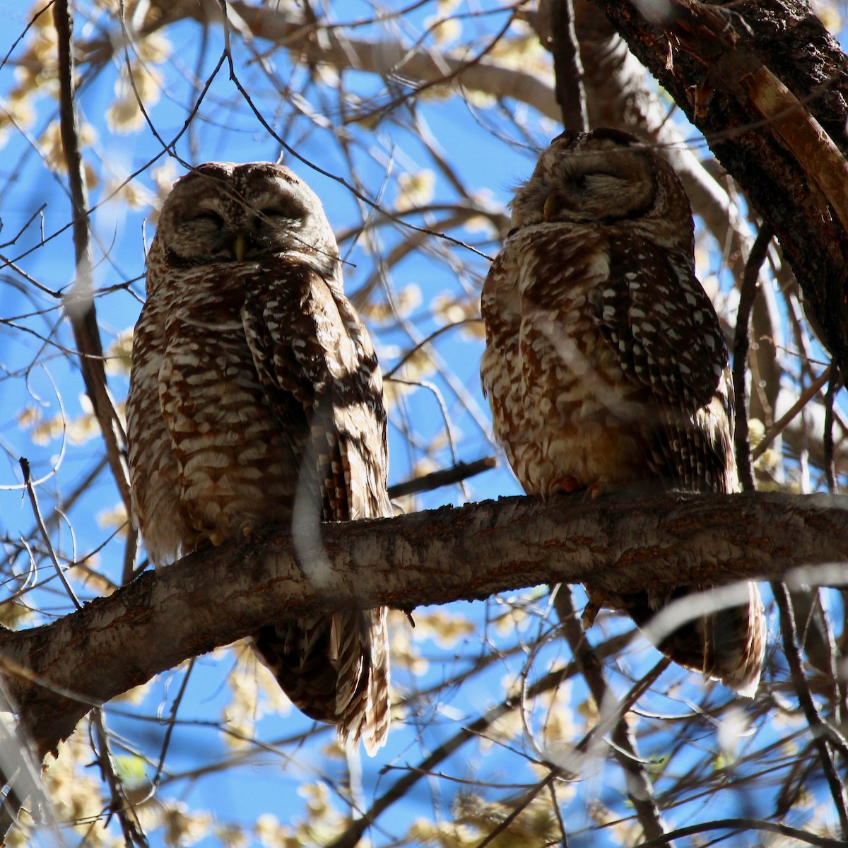 Spotted Owl (Mexican) - ML57402651