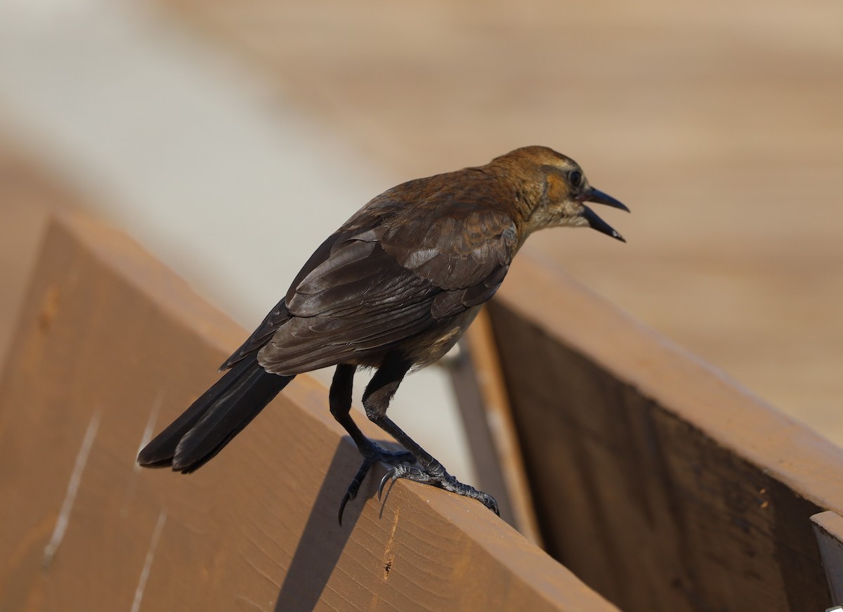 Boat-tailed Grackle - ML574027001