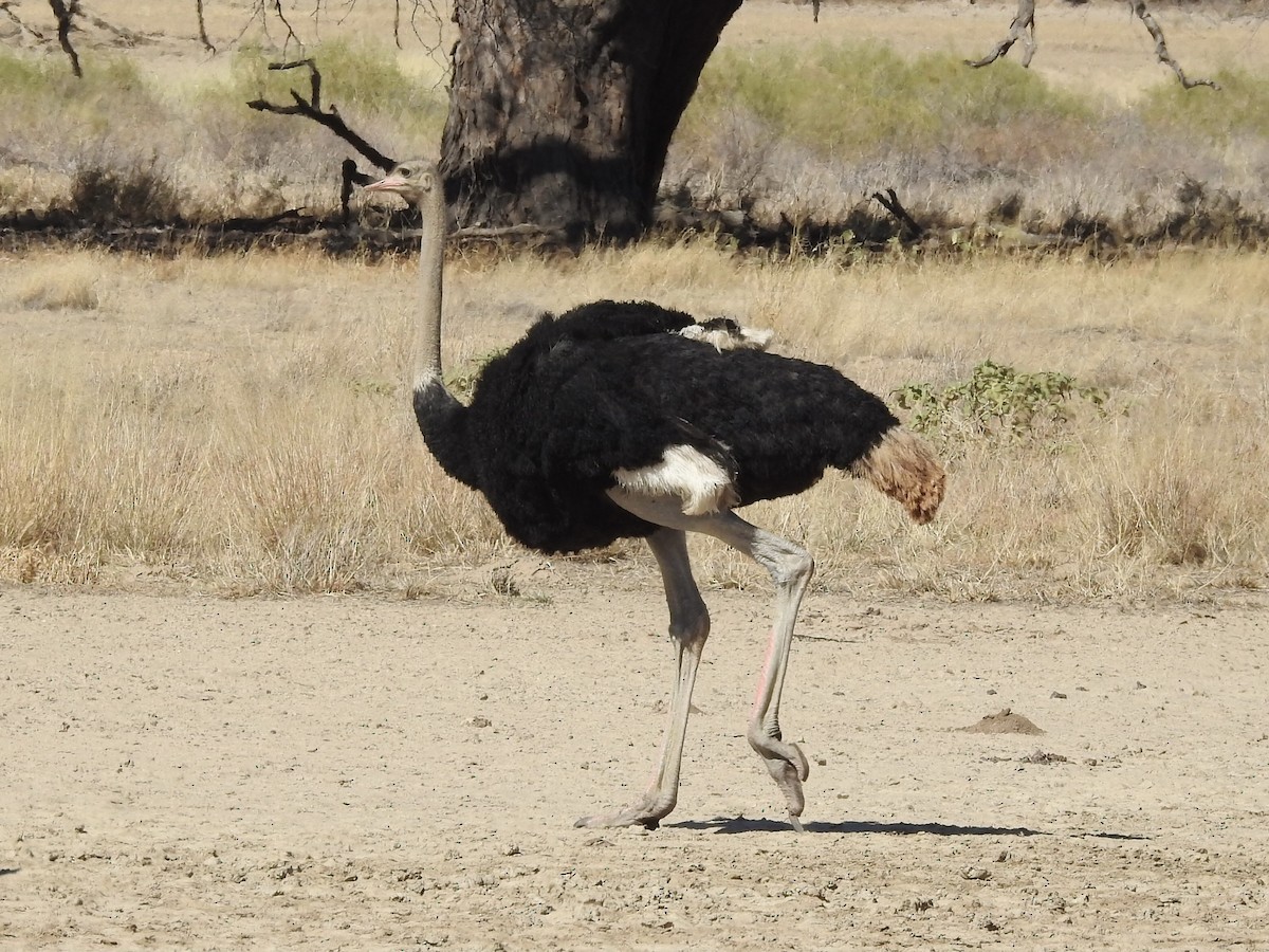 Common Ostrich - ML574027201