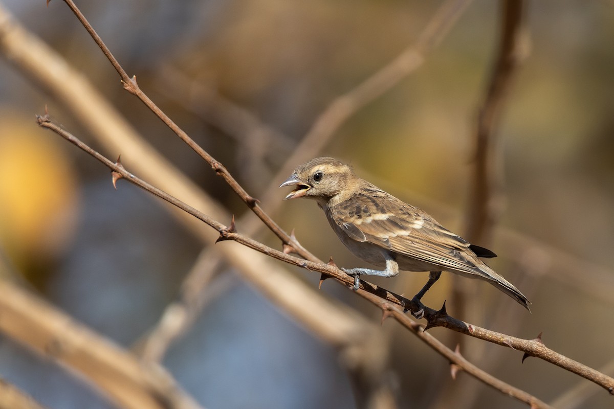 Sahel Bush Sparrow - ML574034151