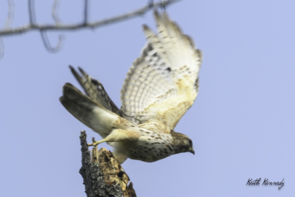 Red-shouldered Hawk - Keith Kennedy
