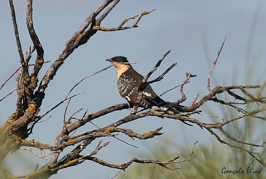 Great Spotted Cuckoo - Gonçalo Elias