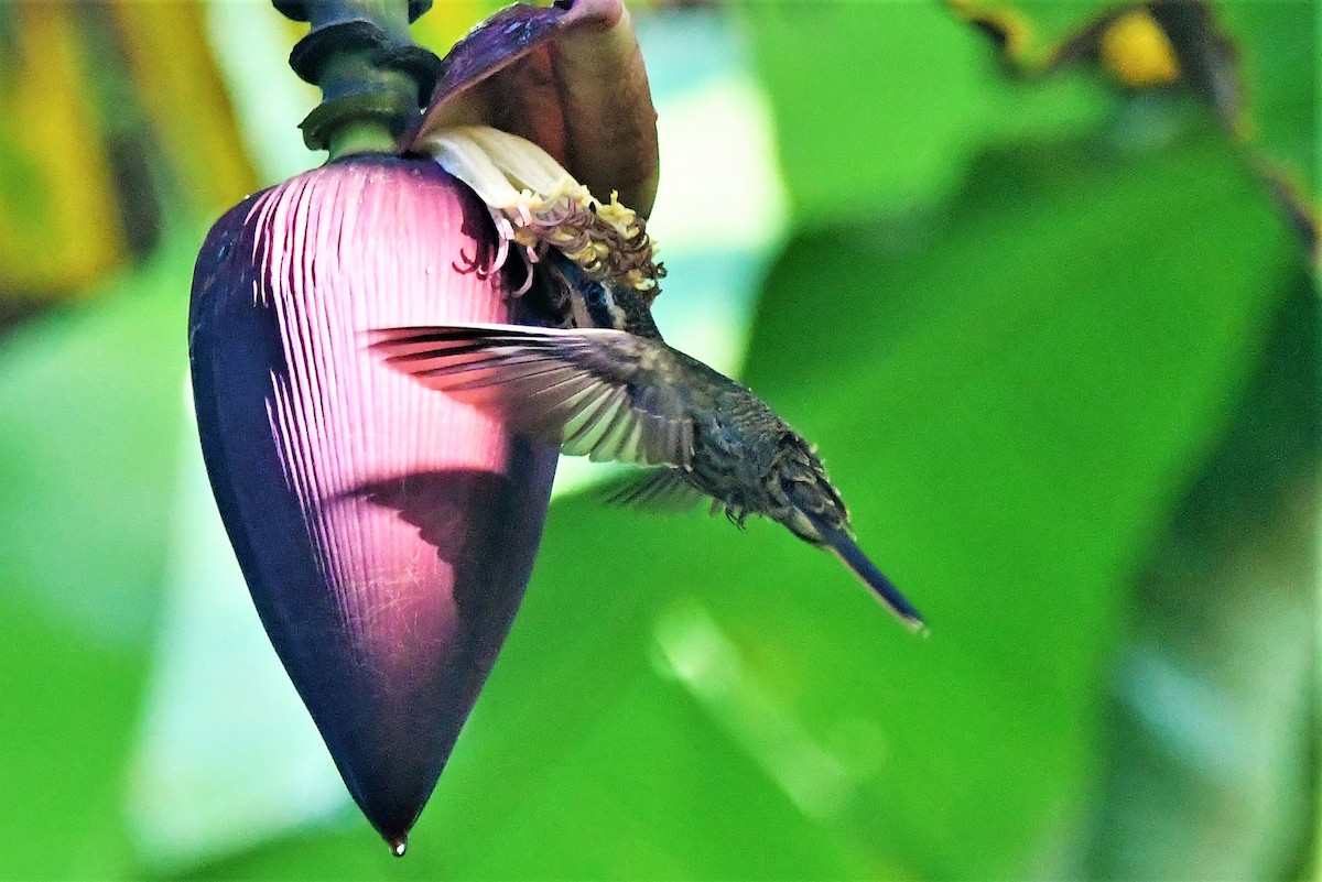 kolibřík pilozobý - ML574036151
