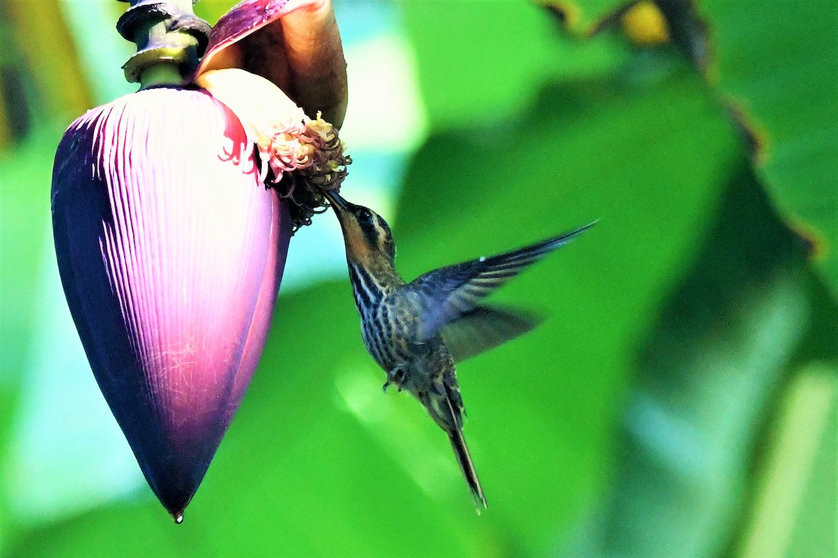 kolibřík pilozobý - ML574036171