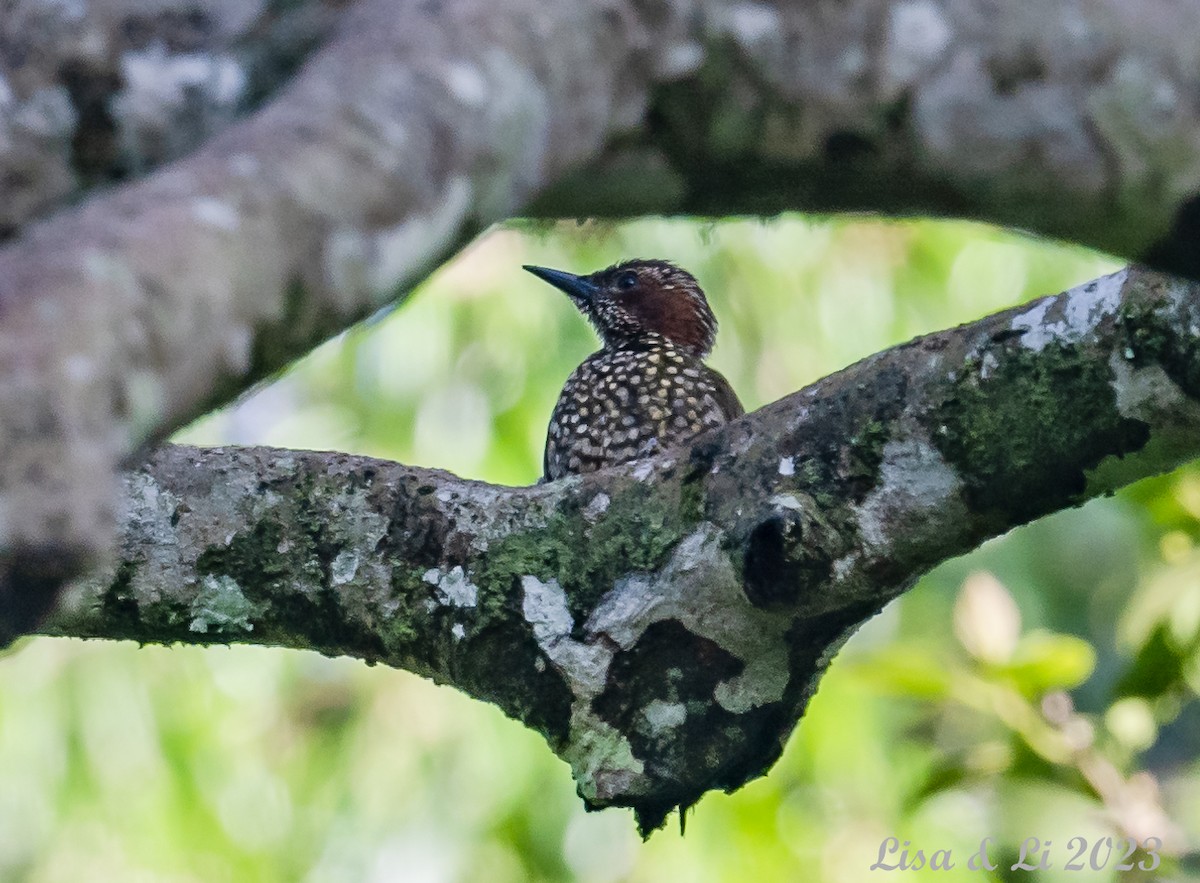 Brown-eared Woodpecker - ML574038711