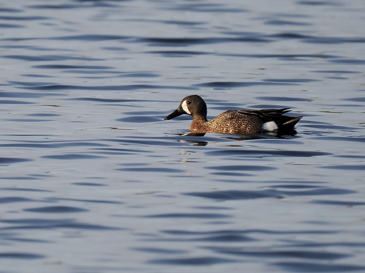 Blue-winged Teal - ML574043021