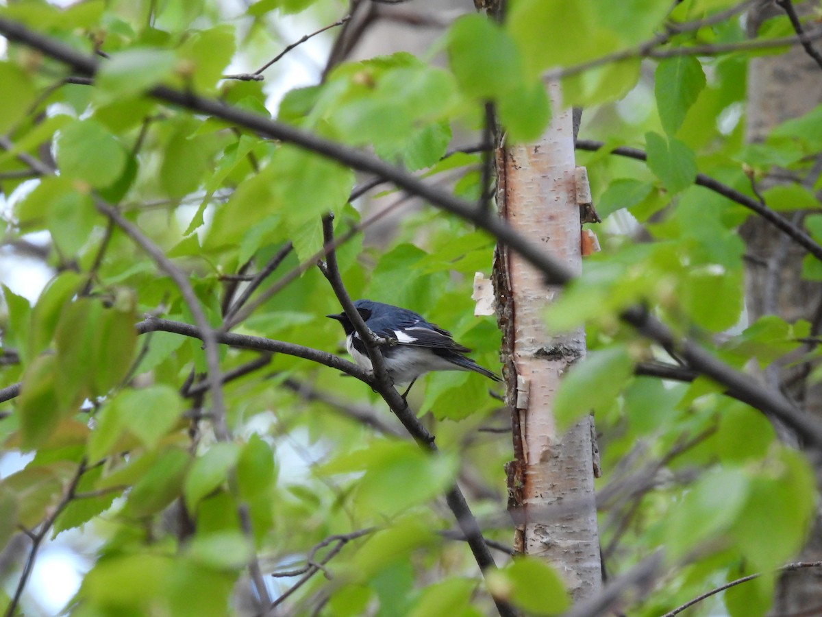 Black-throated Blue Warbler - ML574045231