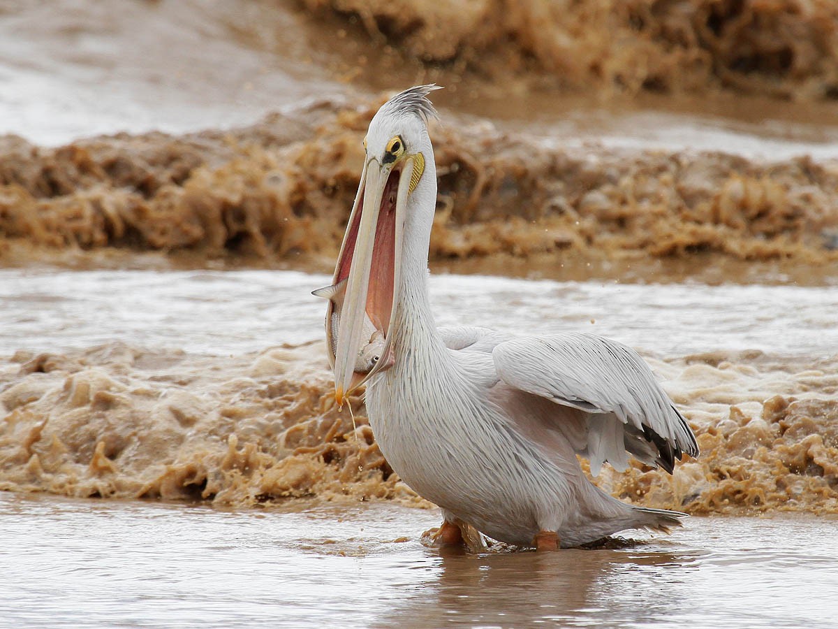 Pink-backed Pelican - Bruce Ward-Smith
