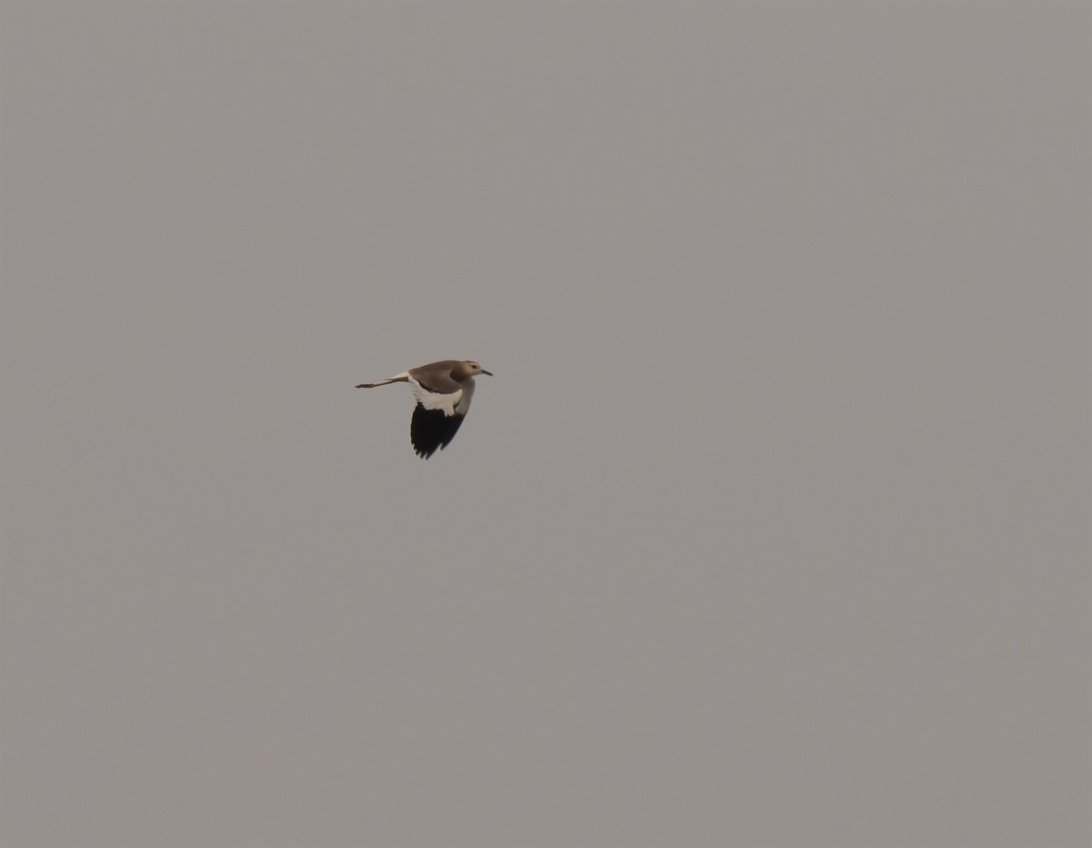 White-tailed Lapwing - ML574057331