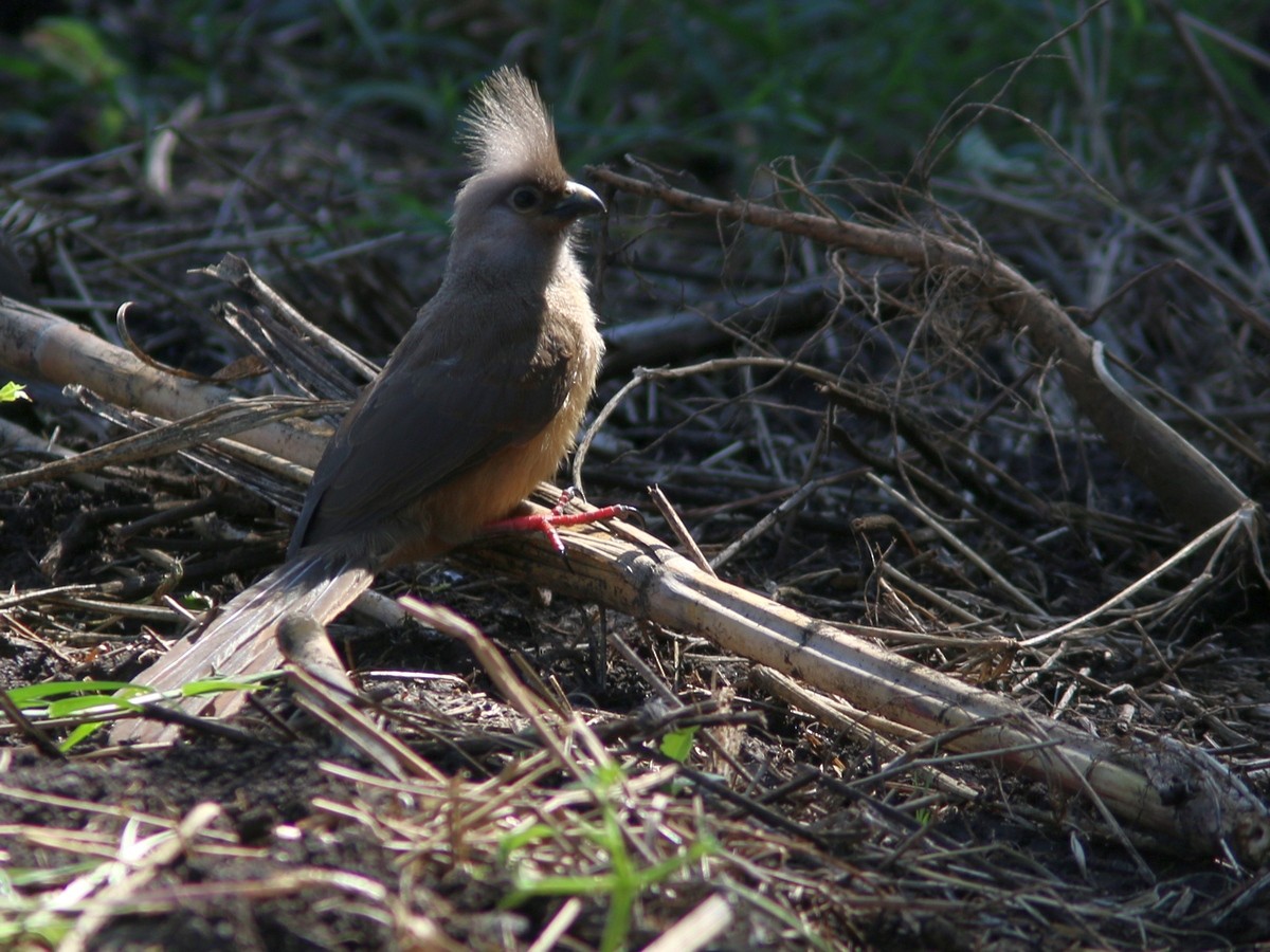 Speckled Mousebird - ML574058441