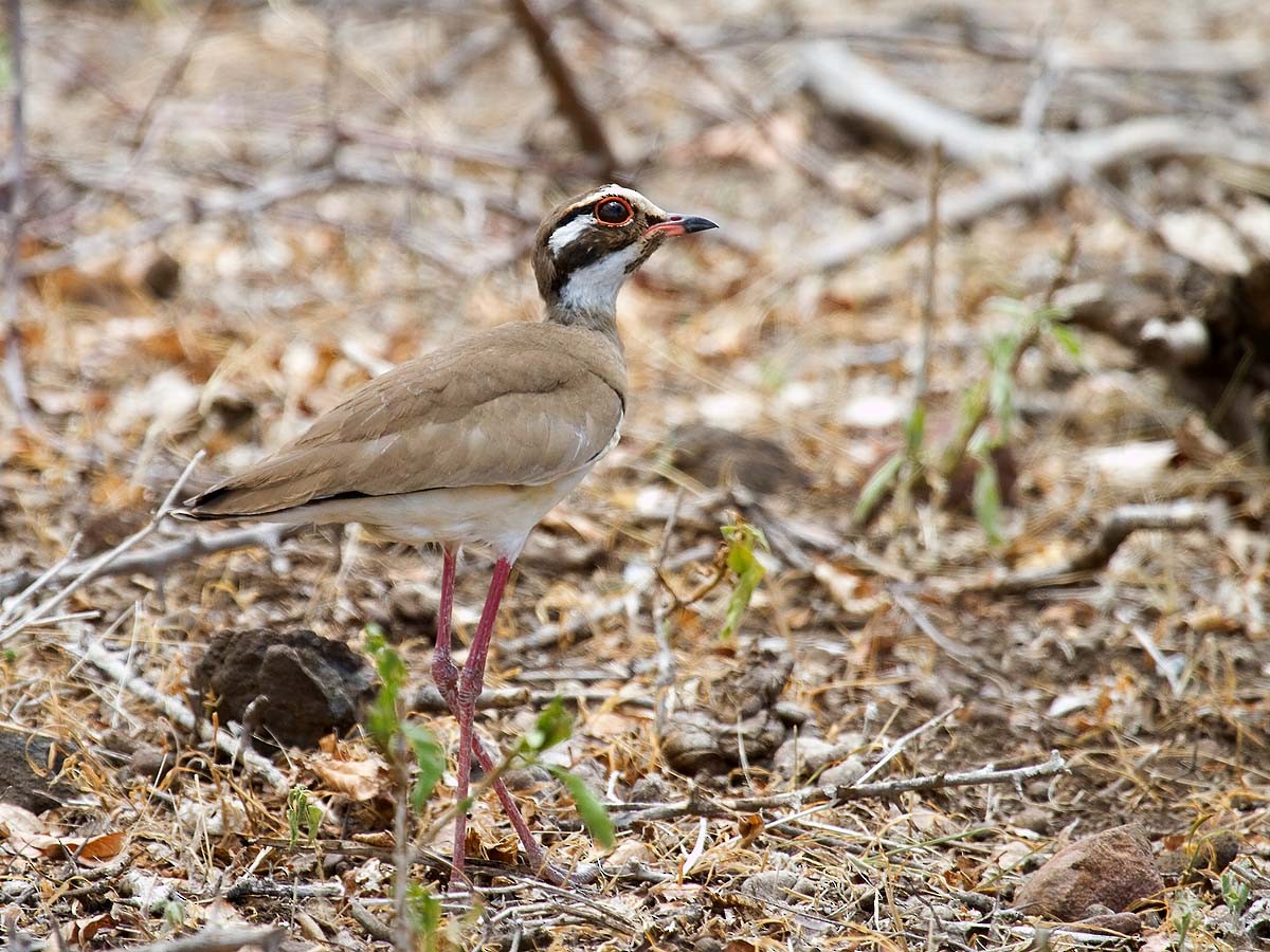 Bronze-winged Courser - Bruce Ward-Smith