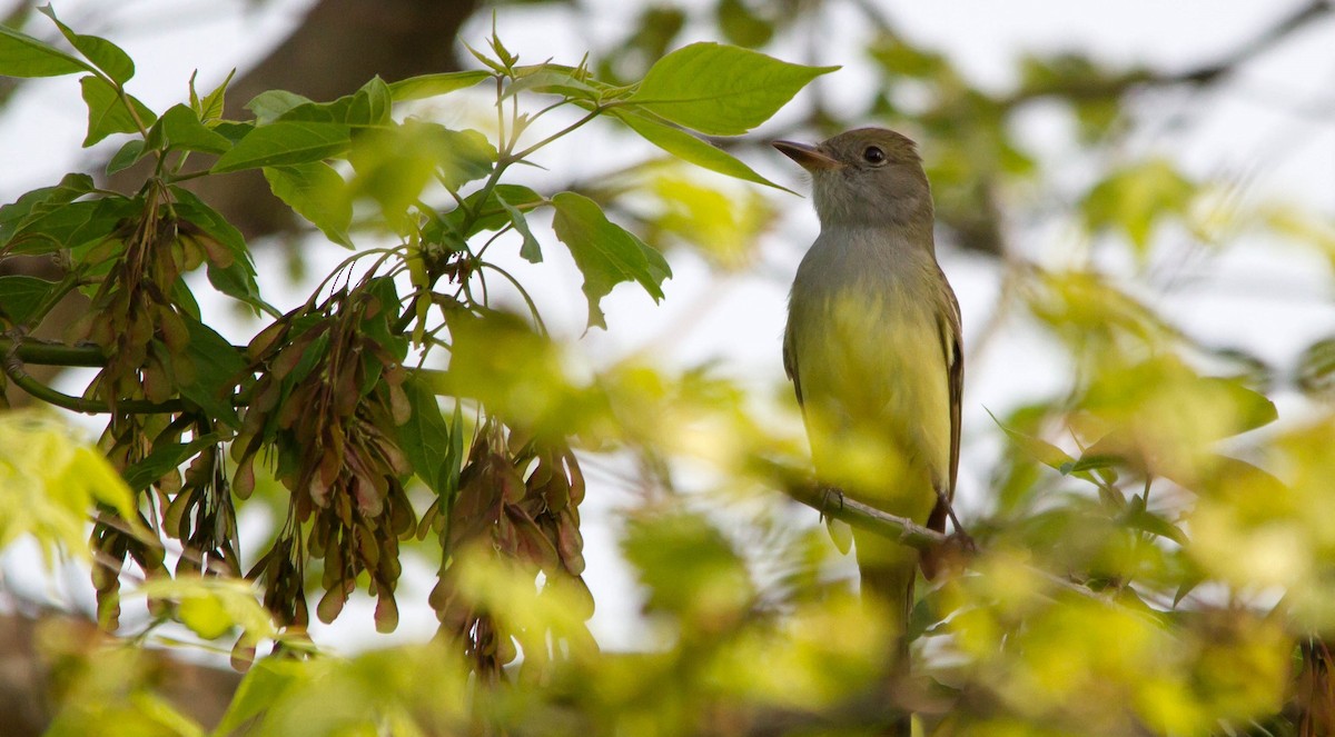 Great Crested Flycatcher - ML574067631