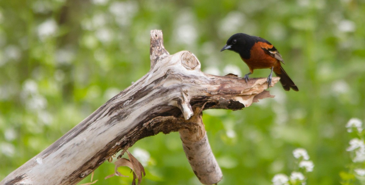 Orchard Oriole - ML574069261