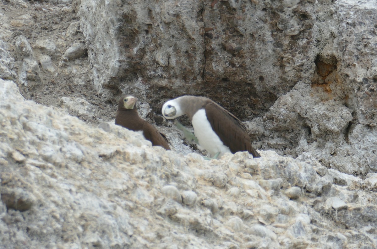 Brown Booby - ML574070371
