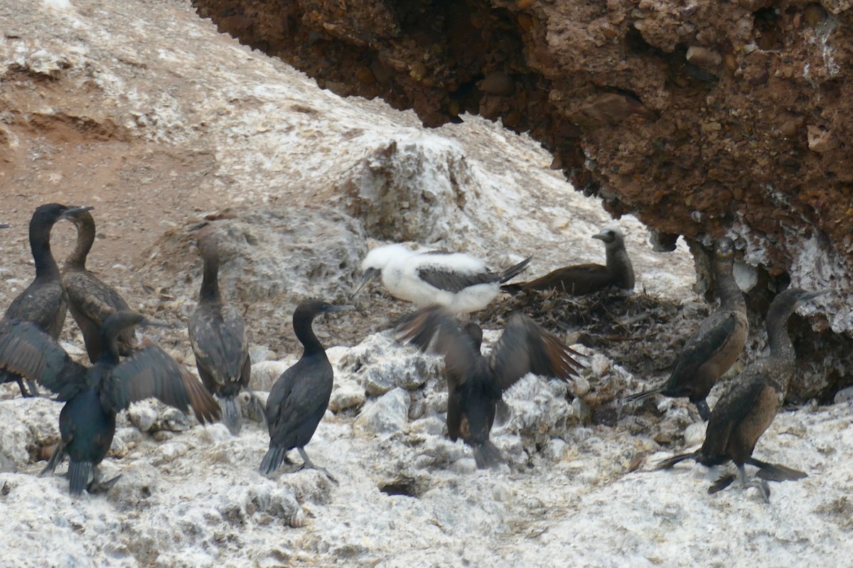 Brown Booby - ML574070431